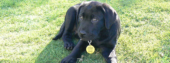 Banner image - Dog and tag. 