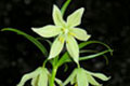 "Fritillaria raddeana" - small image.