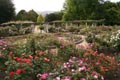 Old garden roses - small image.