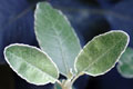 Brachyglottis greyi - small image.