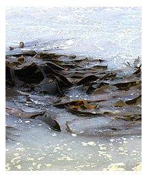 Side image - Beach scum.