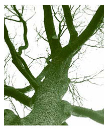 Side image - Significant trees