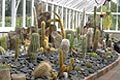 Cacti - small image.