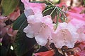 Rhododendron Marquis of Lothian - small image.