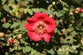 Rosa moyesii - small image.