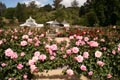 Rosa 'Compassion' - small image.