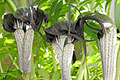 "Arisaema thunbergii ssp. urashima" - small image. 