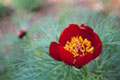 Red Camellia - small image.