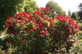 Rosa 'Robusta' - small image.