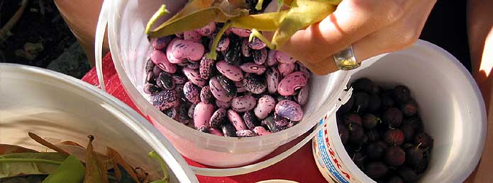 Banner image - beans in recycled containers