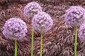 Allium 'Globemaster'