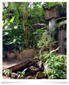Tropical Forest.