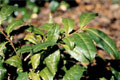 Camellia sinensis leaves - small image.