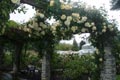 Rosa 'Easlea's Golden Rambler' - small image.