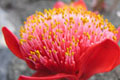 "Haemanthus coccineus" - small image.