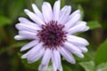 Olearia-semidentata - small image