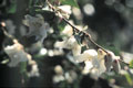 Camellia lutchuensis - small image.
