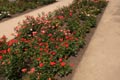 Modern roses - small image.