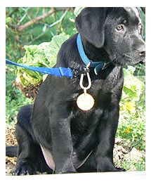 Side image - dog on blue leash.