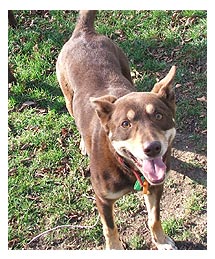 Side image - Brown dog. 