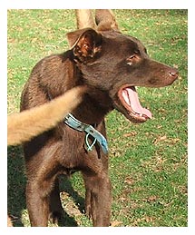 Side image - Barking dog. 