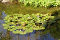 Water Lily - small image.