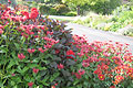 Red border - small image.