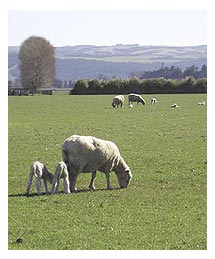 Side image - sheep grazing.