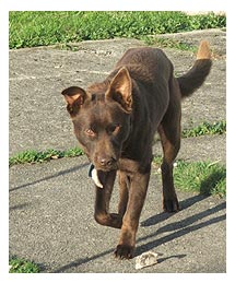 Side image - brown dog with white hook. 