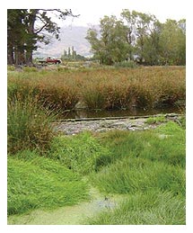 Side image - Wet land at Middlemarch water waste treatment plant. 