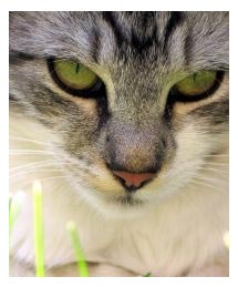 Image of a cat. 