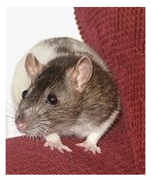 Side image - Rat.
