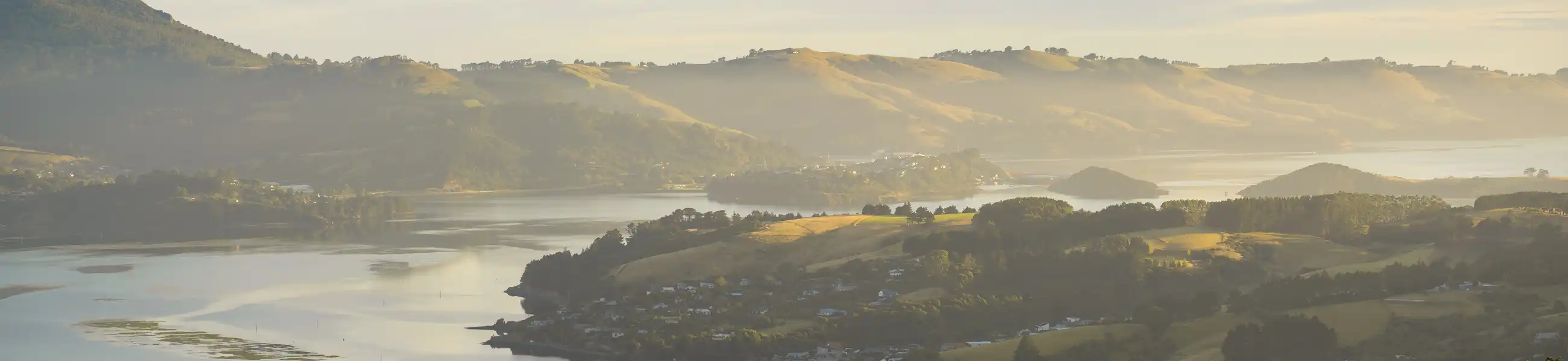 Volunteer in Dunedin