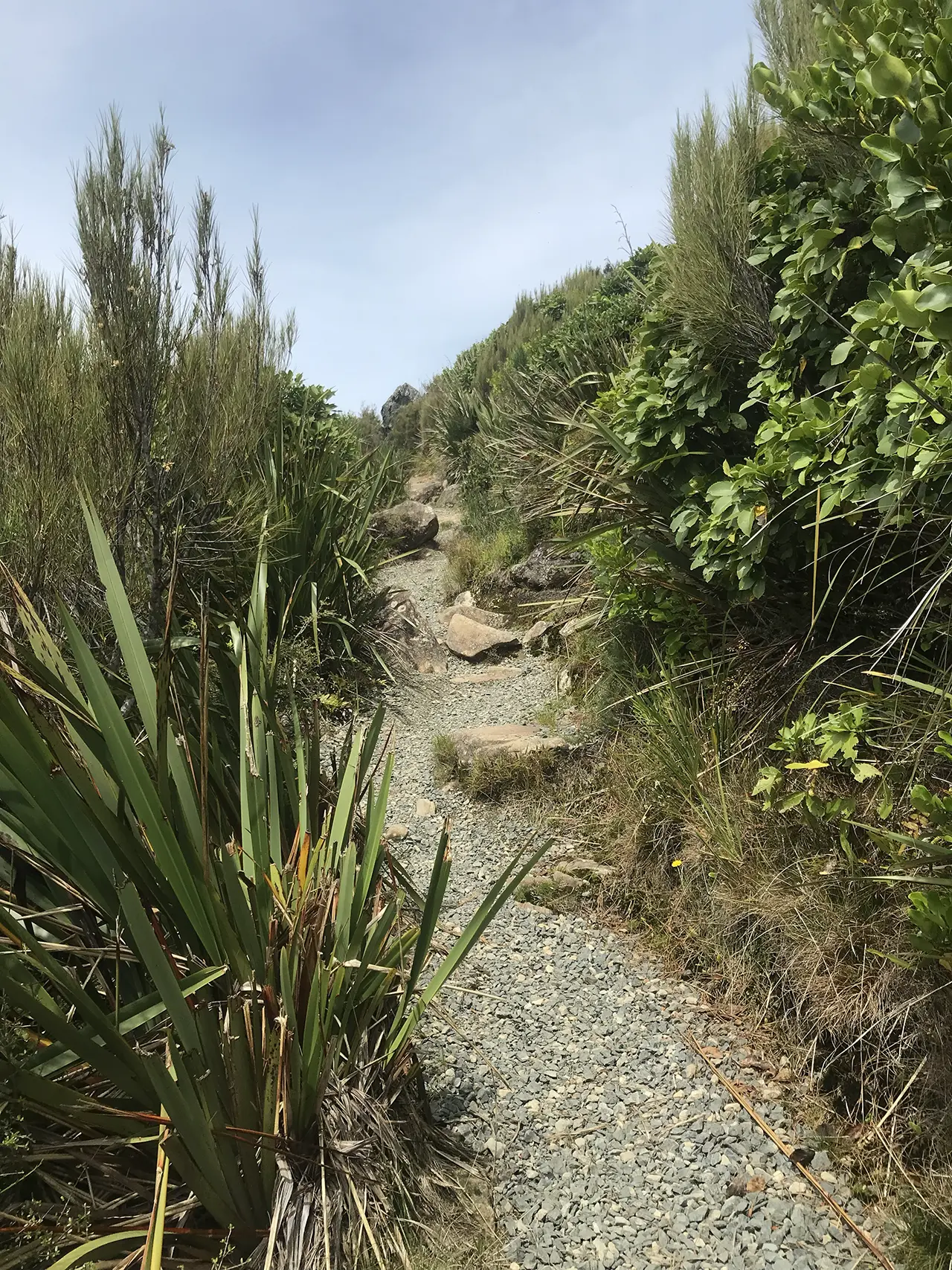 Photo of Mt Cargill Walking Track