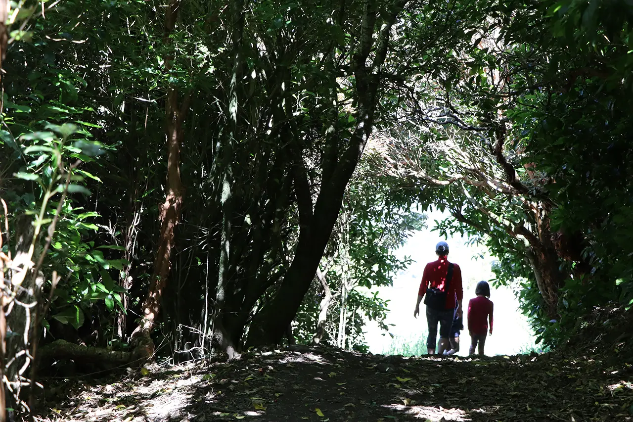 Photo of Pineapple Track