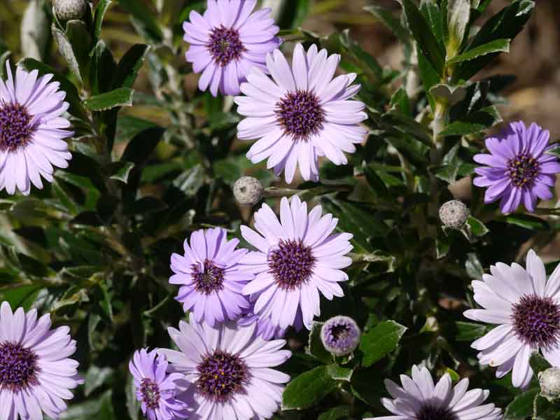 Olearia semidentata