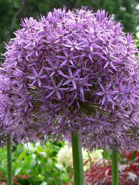 Allium 'Gladiator'