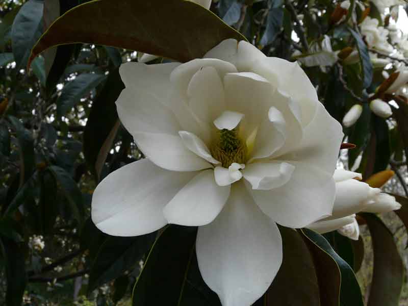 Michaelia doltsopa Himalayan Border