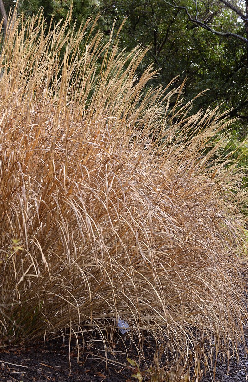 Miscanthus sinensis Gracillimus