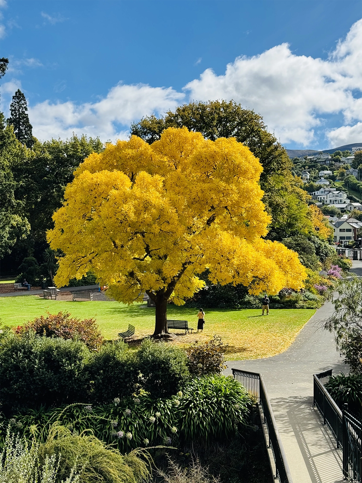 Reynu Sabin – Autumn Colours
