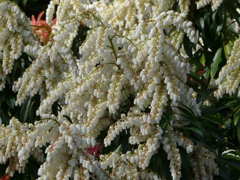 Pieris japonica 'Forest Flame'