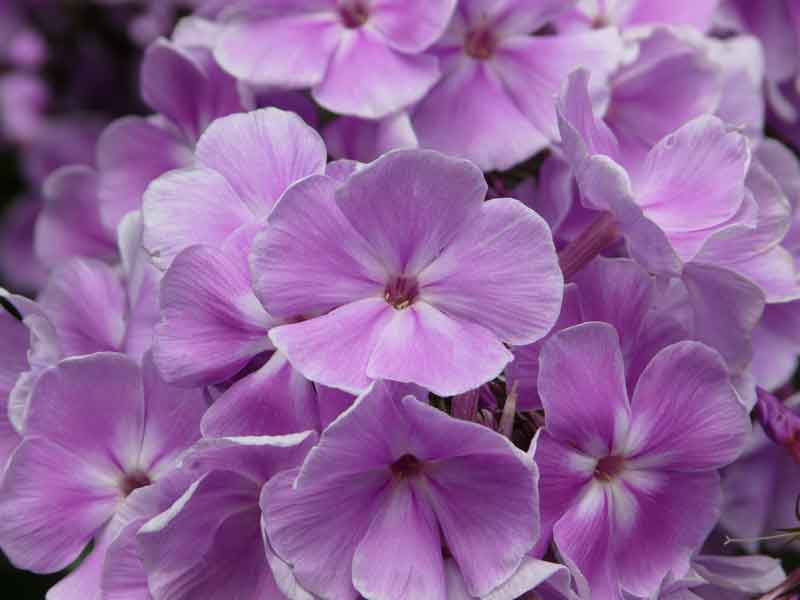 Significant Plants in the Herbaceous Borders - Phlox