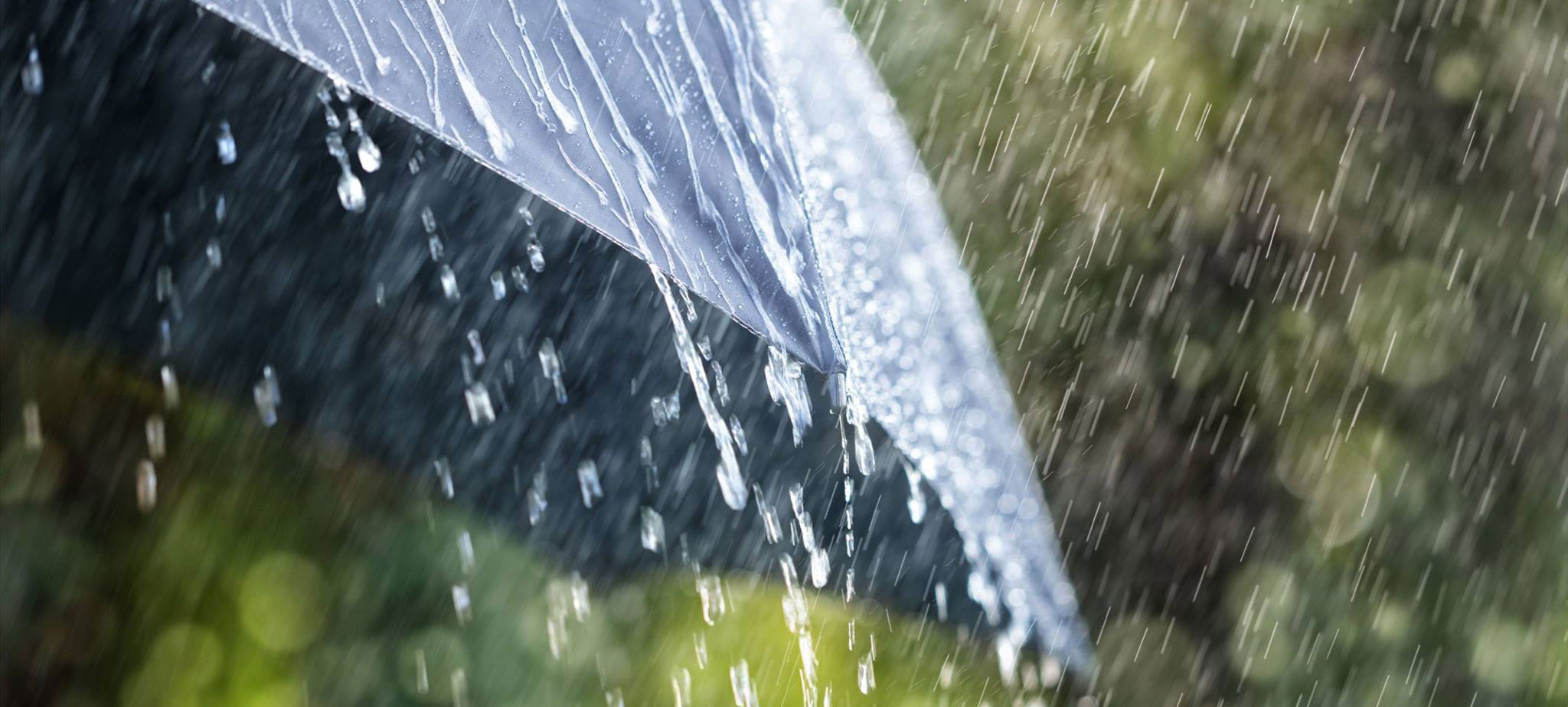 Umbrella