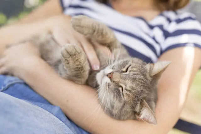 A cat being cuddled