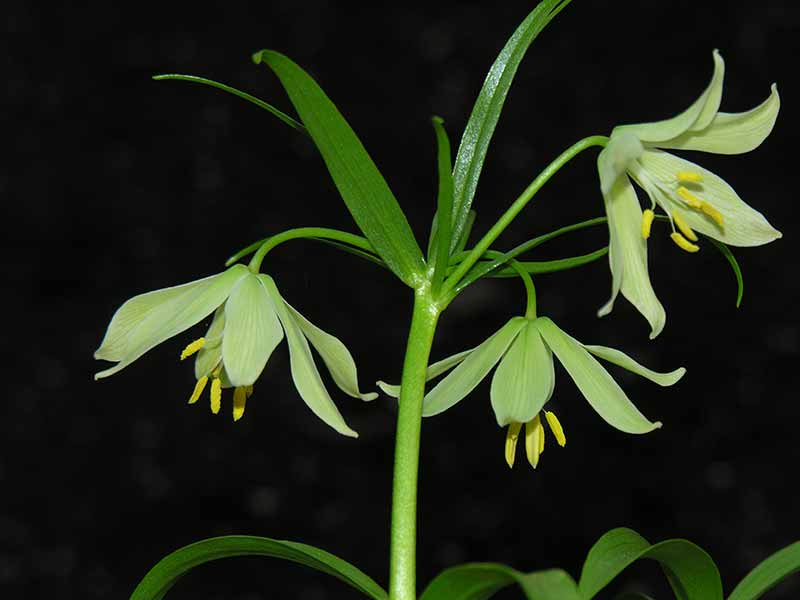 Fritillaria