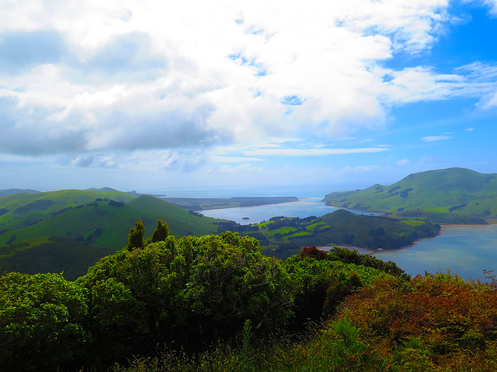 Hereweka-Harbour Cone Hereweka-Harbour Cone
