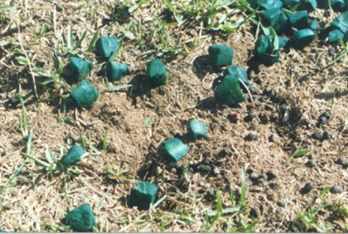 Ground-based pindone carrots