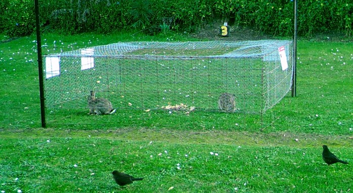 Rabbit control operation-bait-pens