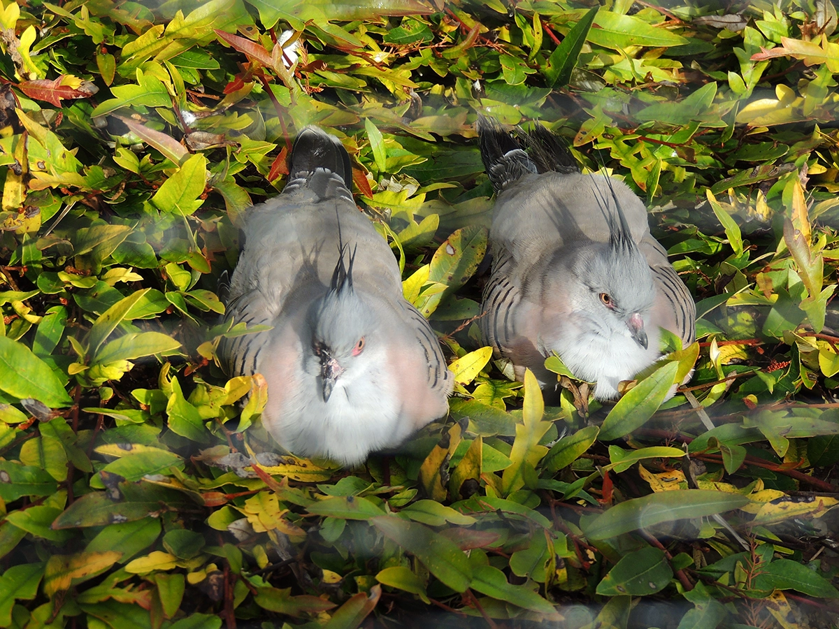 Mila Lou – Crested Pigeons
