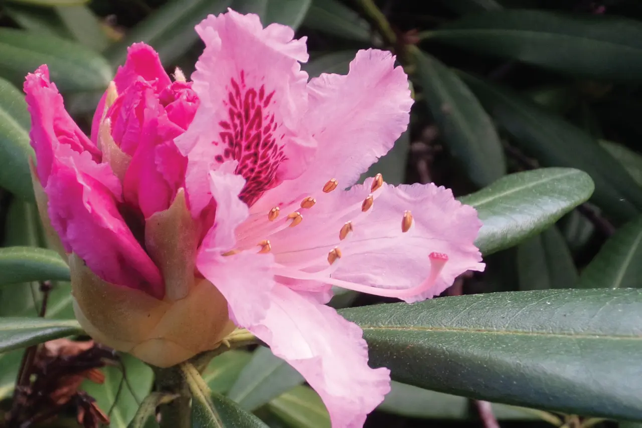 Rhododendron Day Plant Sale